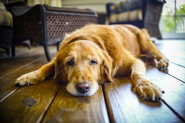 Pour les chiens souffrant d'arthrose, pensez complément alimentaire